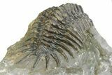 Uncommon Crotalocephalus Trilobite - Morocco #350437-5